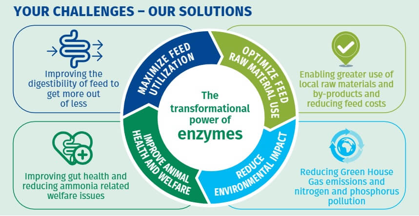 nonzymes enzymes